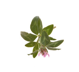 Obraz premium Clover