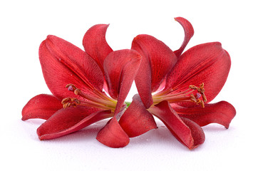 Fototapeta Czerwone lilie na białym tle obraz