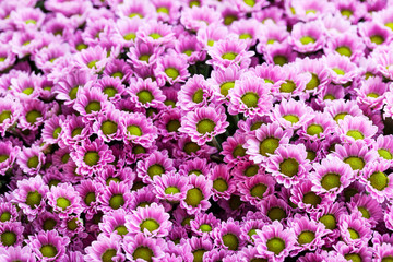 Obraz premium Small purple chrysanthemums as a background