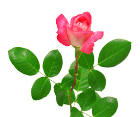 Obraz premium Beautiful pink rose