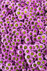 Fototapeta premium Small purple chrysanthemums as a background