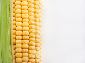 Fresh sweet yellow corn