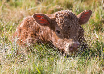 petit veau dans le pré