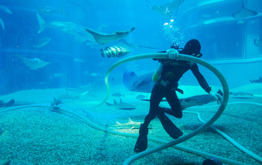diver cleans aquarium