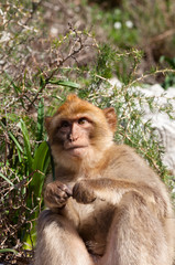 Gibraltar Monkeys or Barbary Macaques