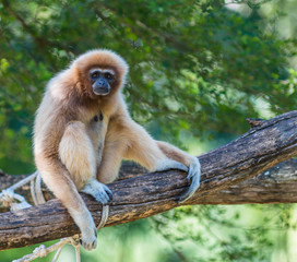 White Cheeked Gibbon or Lar Gibbon