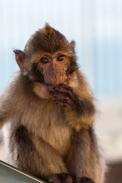 Gibraltar Monkeys or Barbary Macaques
