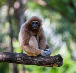 White Cheeked Gibbon or Lar Gibbon
