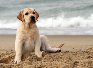 labrador puppy at the sea portrait close