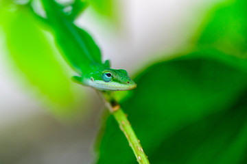 green gecko on a branch