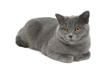 gray cat (breed Scottish straight) close-up on white background