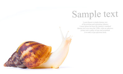 big african snail