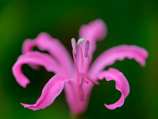 Amaryllidaceae