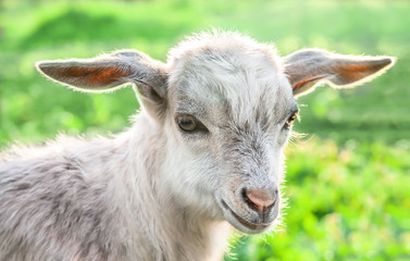 Fototapeta premium Portrait of a goat on a green meadow.