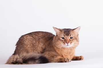 Domestic Somali cat