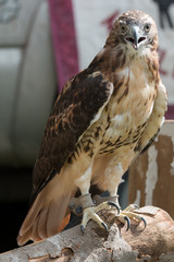Red Tail Hawk