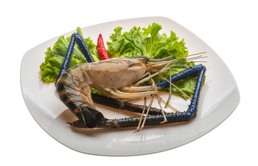 Freshwater prawn