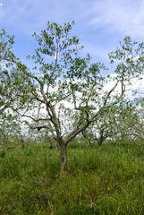 Fototapeta premium The olive tree, Tuscany, Italy