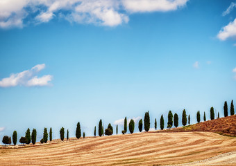 Obraz premium cypress trees