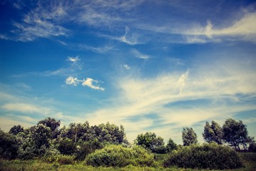 Fototapeta premium Field of green grass,trees and blue sky