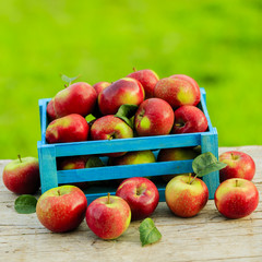 Apples - fresh picked apples in wooden basket