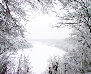 Fototapeta premium snowy trees
