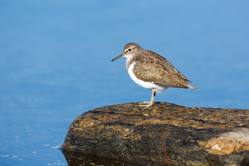 Actitis hypoleucos, Common Sandpiper.