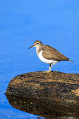 Actitis hypoleucos, Common Sandpiper.