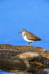 Actitis hypoleucos, Common Sandpiper.