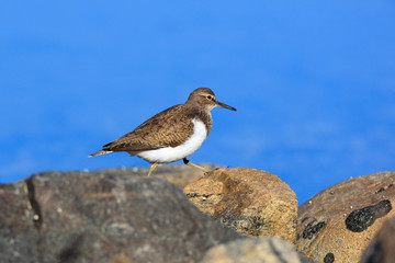 Actitis hypoleucos, Common Sandpiper.
