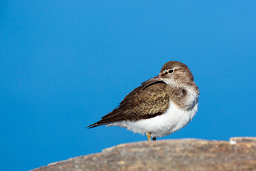 Actitis hypoleucos, Common Sandpiper.