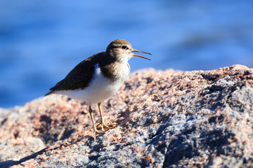 Actitis hypoleucos, Common Sandpiper.