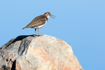 Actitis hypoleucos, Common Sandpiper.