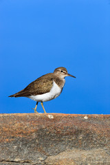 Actitis hypoleucos, Common Sandpiper.