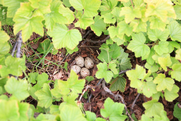 Actitis hypoleucos, Common Sandpiper.