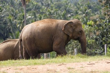 Fototapeta premium asiatischer Elefant