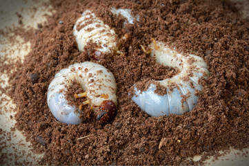 larva of rhinoceros beetle