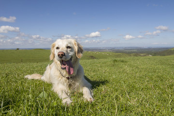 Retriever dog enjoying the sunshine