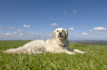 Golden retriever dog in a field on sunny day