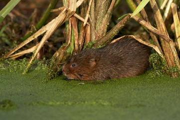 Water Vole - Arvicola terrestris