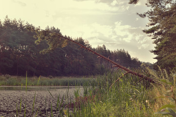 fallen pine tree on the lake in the morning