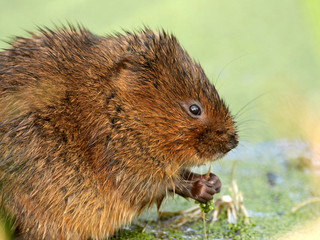 Water Vole - Arvicola terrestris