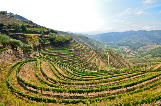 Douro Valley - Weinbau-Terrassen bei Peso da Regua, Portugal