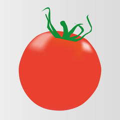 Vector drawing of a red tomato