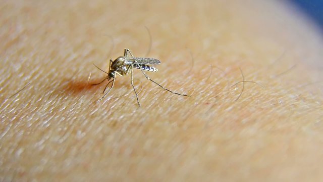 Mosquito Sucking Blood