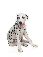 Beautiful Dalmatian with black spotted