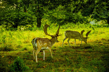 Naklejka premium deer