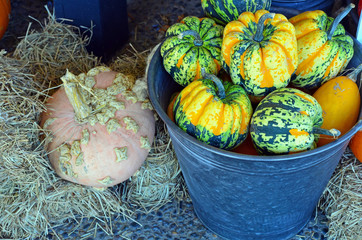 Bucket full of pumpkins