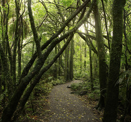 Walking trail through tropical jungle forest