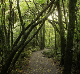 Naklejka premium Walking trail through tropical jungle forest